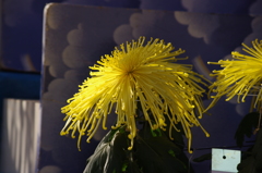 菊　5　亀戸天神　１１月