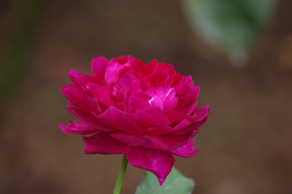 薔薇　24