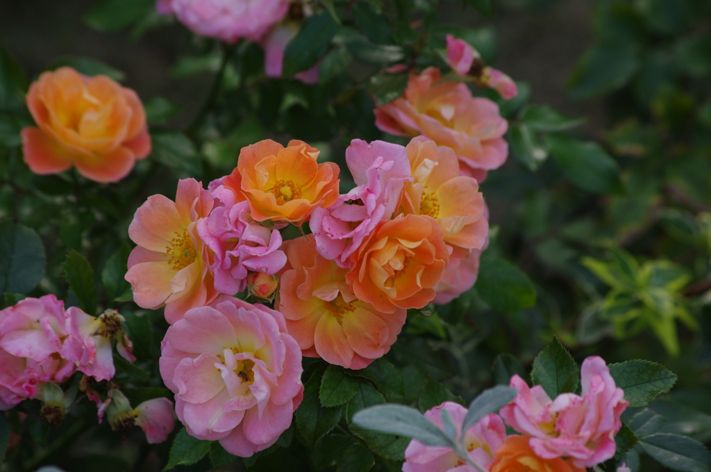 横浜の薔薇　12