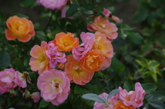 横浜の薔薇　12