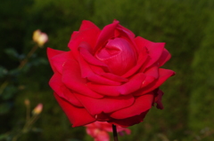 薔薇　2