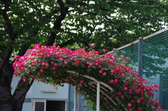 薔薇　5