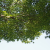 緑モミジ　1　新江戸川公園　８月