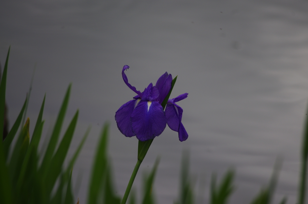 カキツバタ