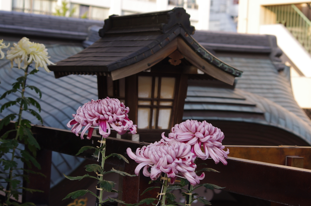 菊　4