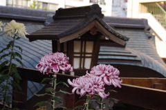 菊　4