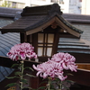 菊　4