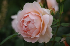 薔薇　26　山下公園　5月