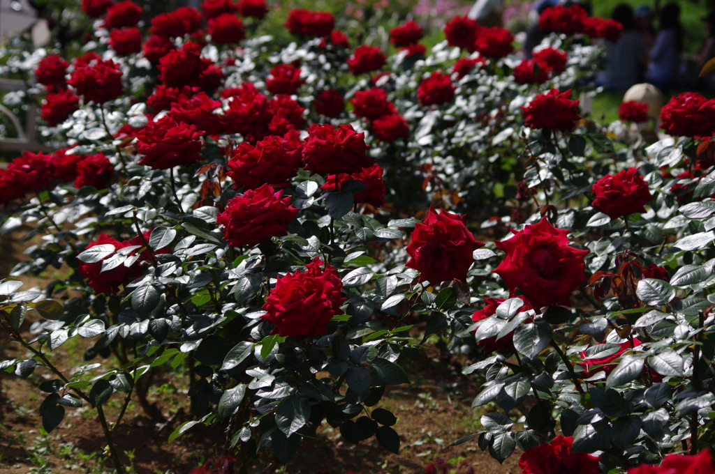 薔薇　16