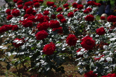 薔薇　16