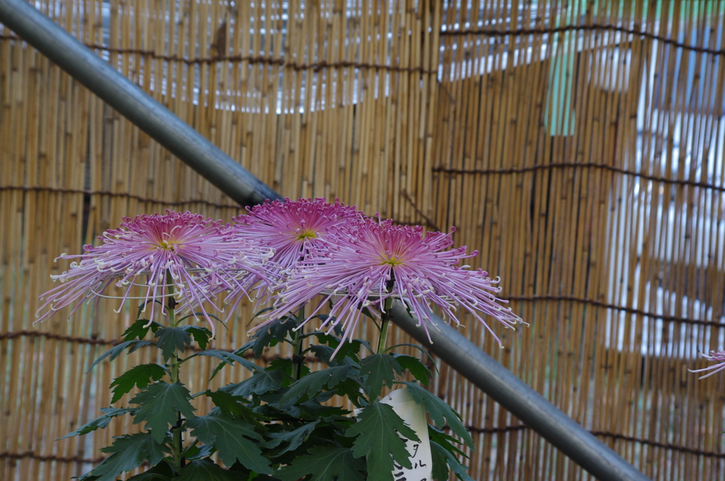 菊　7　日比谷公園　１１月