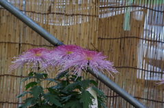 菊　7　日比谷公園　１１月