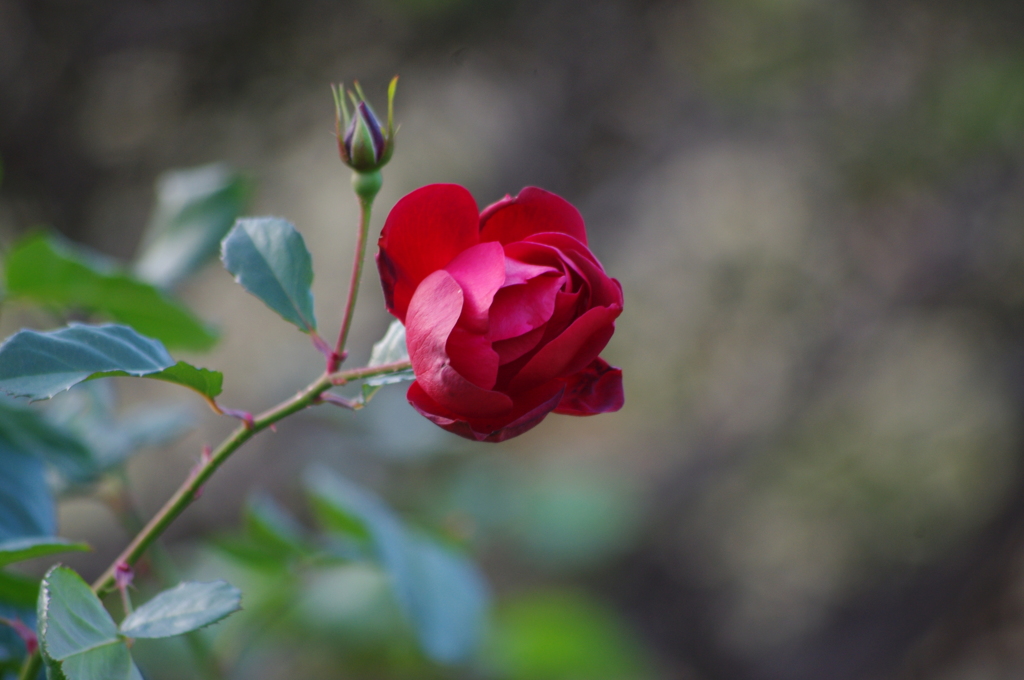 薔薇　3　日比谷公園　12月初め