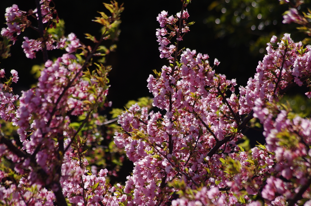 河津桜　3