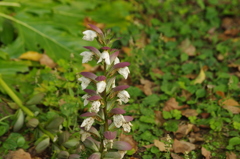 アカンサス　日比谷公園　7月上旬