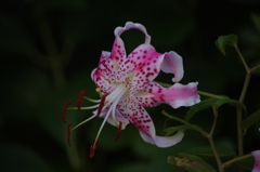 芝浦運河　花壇　4　７月末