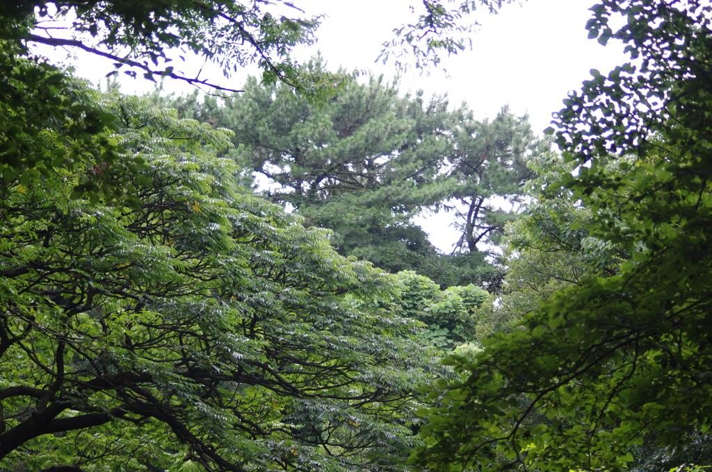 森　1　自然教育園　9月