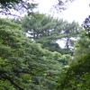 森　1　自然教育園　9月