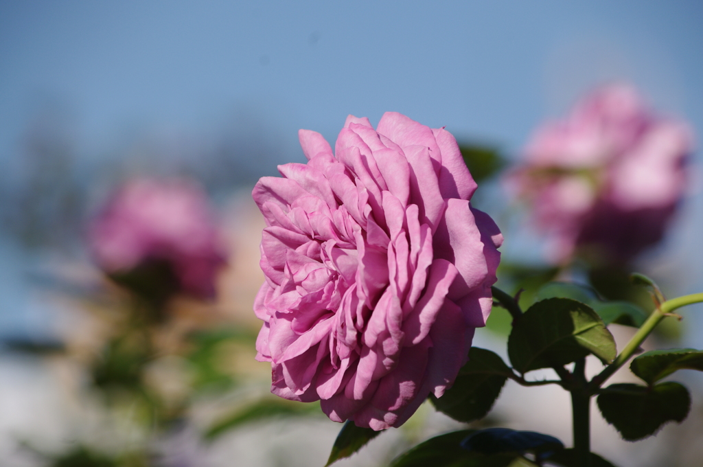 薔薇　９　山下公園　１０月