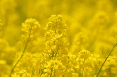 菜の花　2　満開