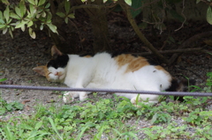 旧浜離宮庭園の住人？　8月末