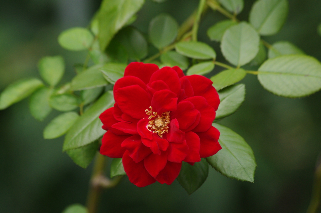 薔薇　2