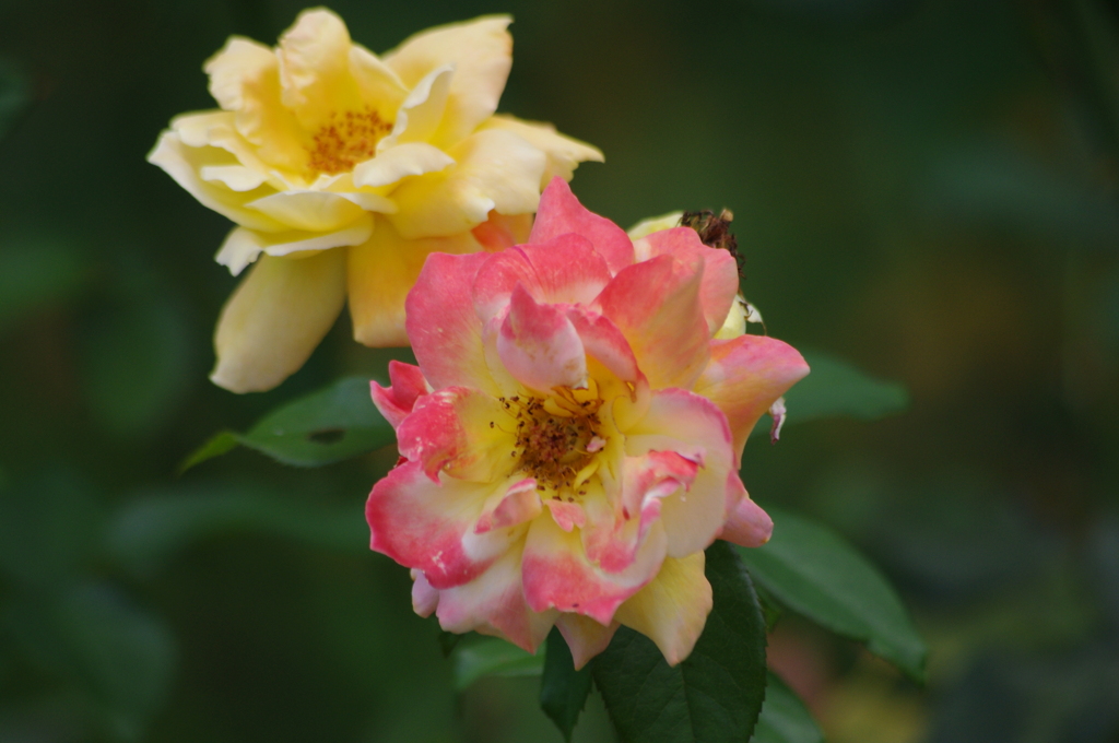 薔薇　7