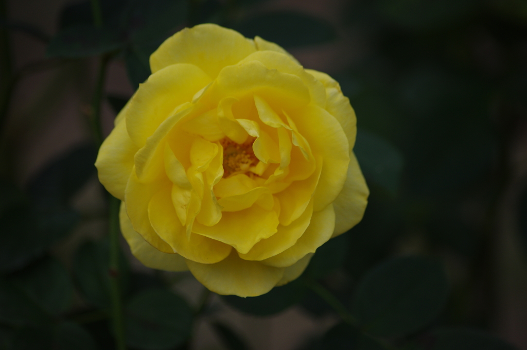 薔薇　12