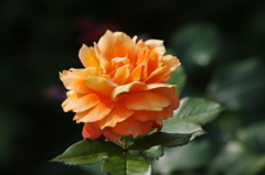 芝浦中央公園　６月下旬　薔薇　３