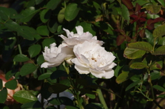薔薇　1
