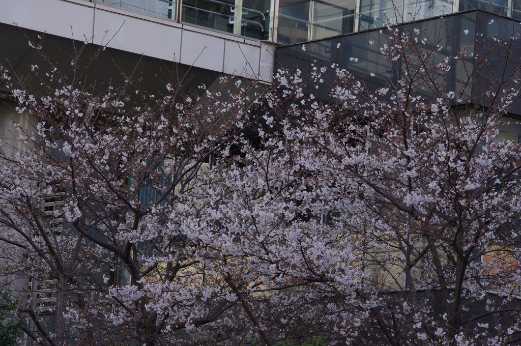 桜　7