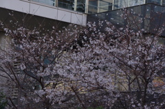 桜　7