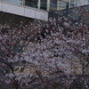 桜　7