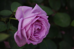 芝浦中央公園　６月　薔薇　2