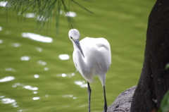 シラサギ　3　旧浜離宮庭園　8月