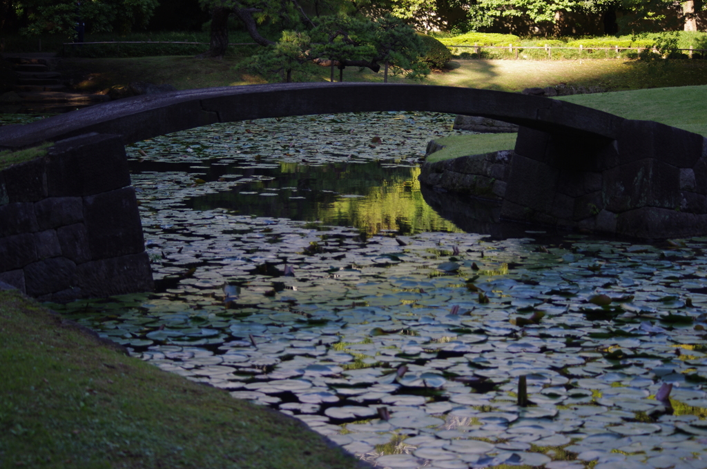 睡蓮の池