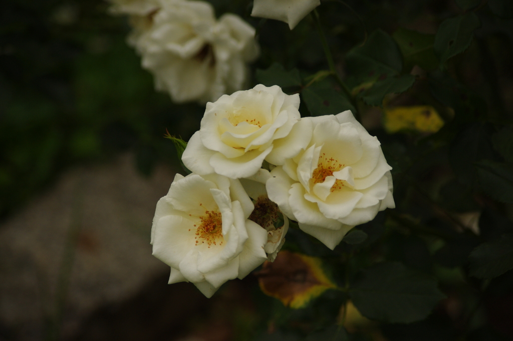 薔薇　7　代々木公園　６月