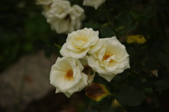 薔薇　7　代々木公園　６月