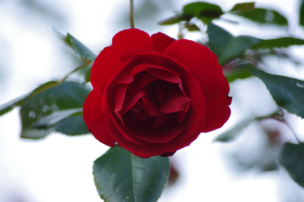 薔薇　6