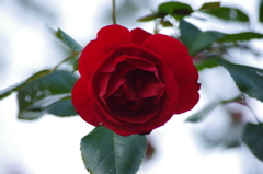 薔薇　6