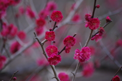 紅梅　芝公園梅屋敷銀世界