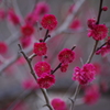 紅梅　芝公園梅屋敷銀世界
