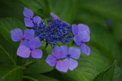 向島百花園　６月　アジサイ