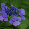 向島百花園　６月　アジサイ