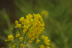 菜の花　3