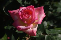 薔薇　3