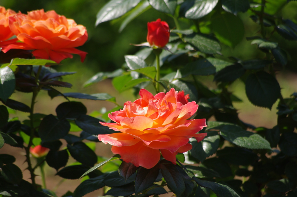 薔薇　1
