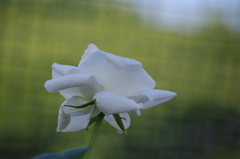 薔薇　３　芝浦中央公園　７月末