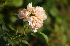 薔薇　3　杏　日比谷公園　7月上旬