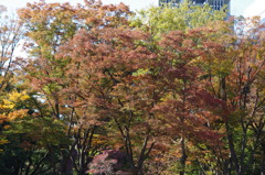 秋景　2　日比谷公園　１１月